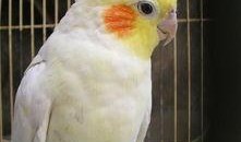 玄凤鹦鹉最新爆料,最新爆料揭示其神秘生活面纱